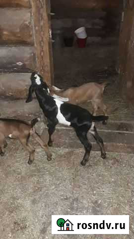 Продам козлика Петрокаменское - изображение 1