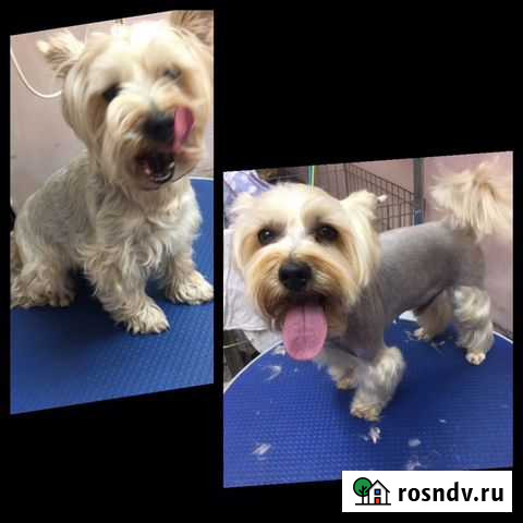 Грумер Кировск - изображение 1