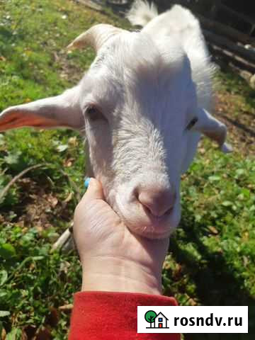 Козёл-жених Красная Горбатка - изображение 1