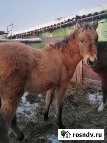 Жеребята Телята поросята Уйское - изображение 1