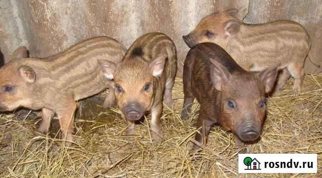 Поросята кармалы Псков - изображение 1