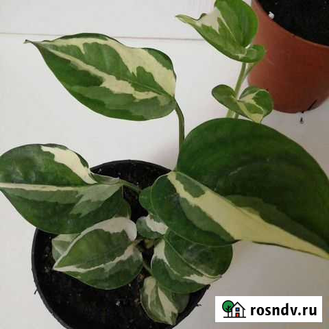 Сциндапсус Батайск - изображение 1