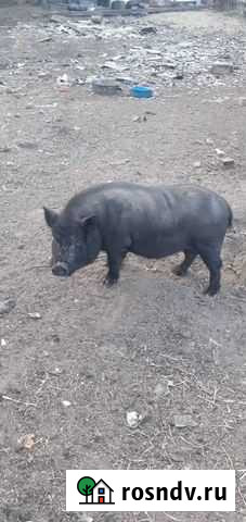 Вьетнамский вислобрюхий хряк Октябрьский - изображение 1