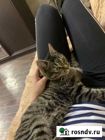 Передержка животных Петропавловск-Камчатский - изображение 1