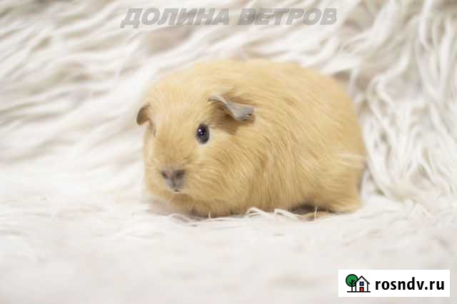 Мальчик морская свинка английский селф Москва - изображение 1