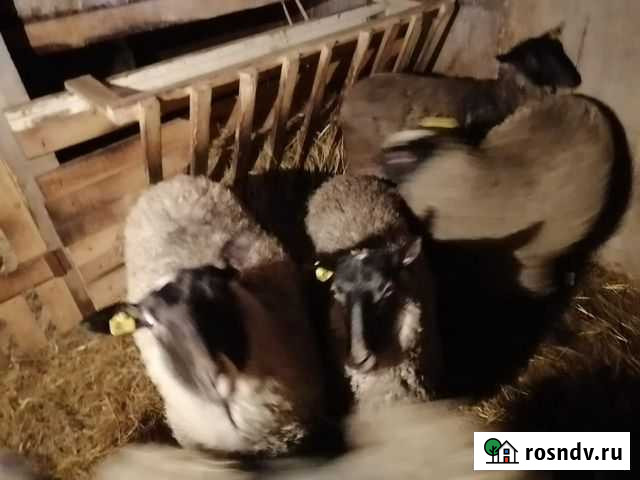 Овцы романовкой породы Вологда - изображение 1