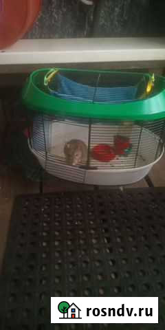 Клетка с крысом Хабаровск - изображение 1