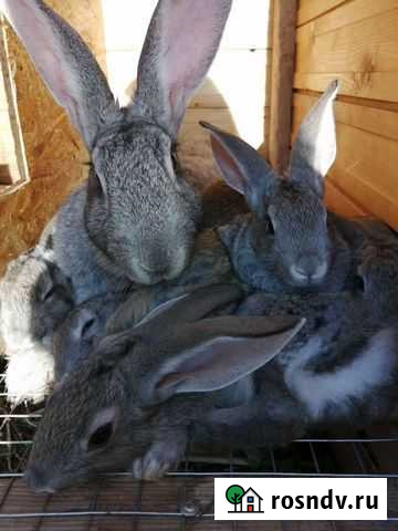 Кролик Уфа - изображение 1