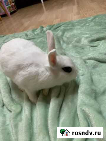 Кролик Москва - изображение 1