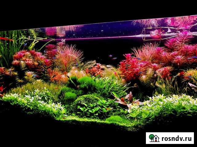 Продажа аквариумных растений/ Отправка по России Иркутск - изображение 1