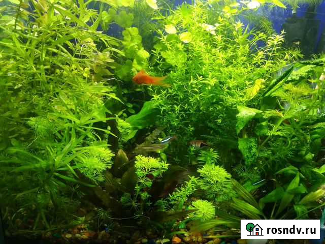 Аквариумные растения Рубцовск - изображение 1