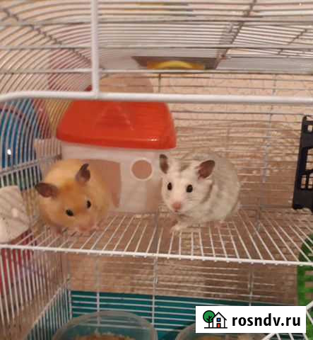 Хомячок в заботливые руки Нижний Новгород - изображение 1