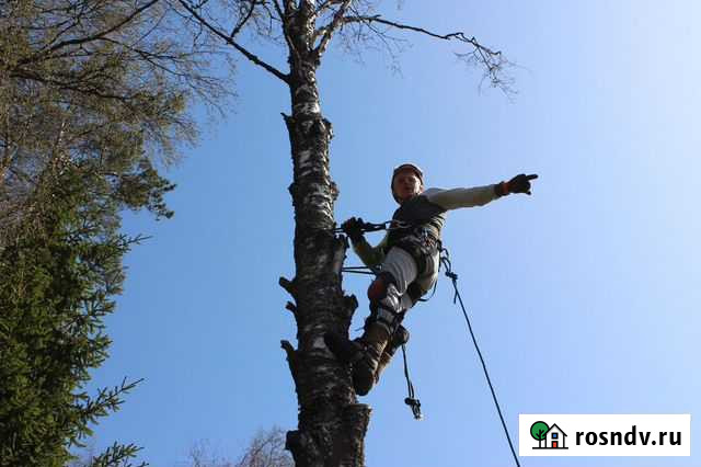 Валка, спил деревьев Мга - изображение 1
