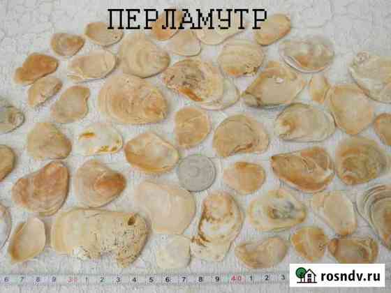 Морские раковины (ракушки) в наборе Анапа