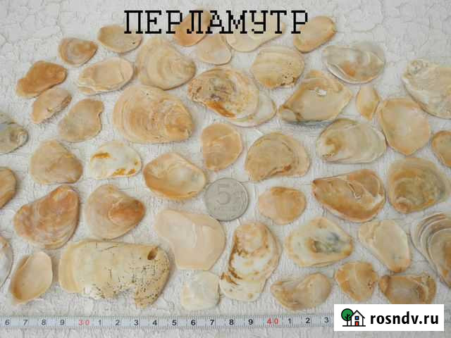 Морские раковины (ракушки) в наборе Анапа - изображение 1