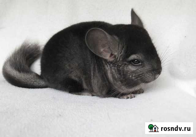 Шиншиллы мальчики и девочки Москва - изображение 1