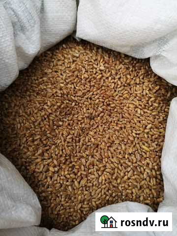 Пшеница, рожь для проращивания Кстово - изображение 1