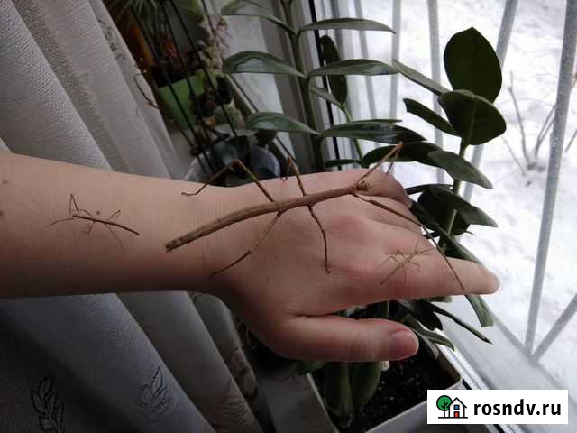 Палочники неожиданные и аннамские Москва - изображение 1