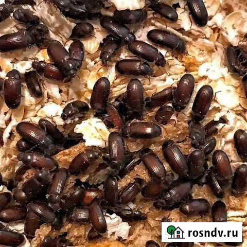 Жук знахарь/чернотелка Санкт-Петербург - изображение 1