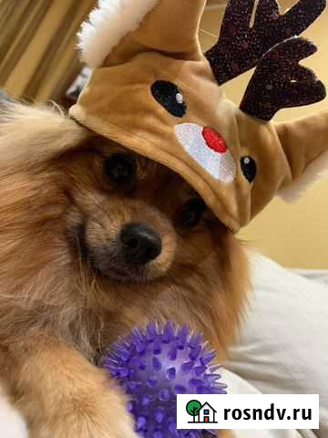 Шпиц для вязки мальчик Псков - изображение 1