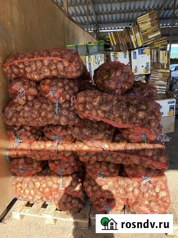 Картофель на корм Кемерово - изображение 1