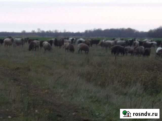 Бараны Подольск - изображение 1