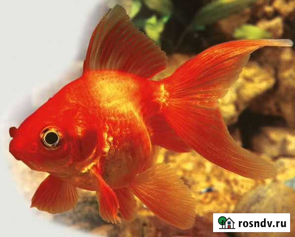 Золотая рыбка. Комета. Красная шапочка Воронеж - изображение 1