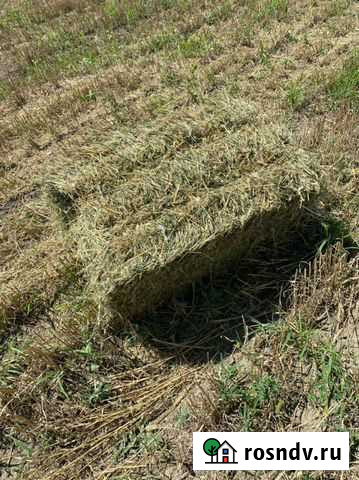 Суданка Пшено. Солома Грозный - изображение 1