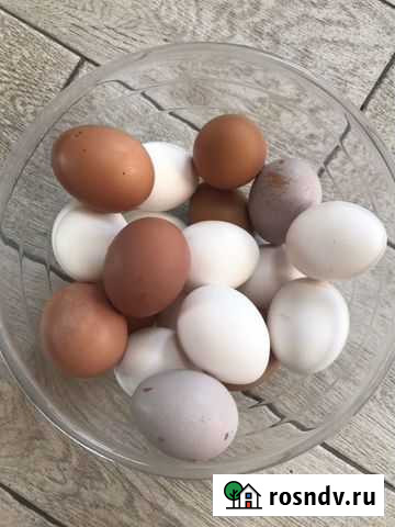 Яйцо домашнее Хабаровск - изображение 1