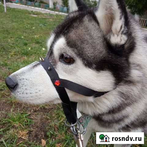 Ошейники и недоуздок для собак халти Чебоксары - изображение 1