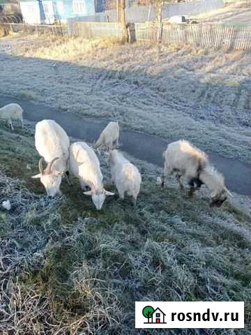 Козы Медынь - изображение 1