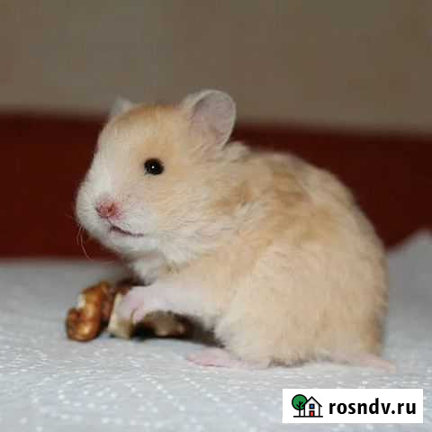 Кремовые хомки Новочеркасск - изображение 1