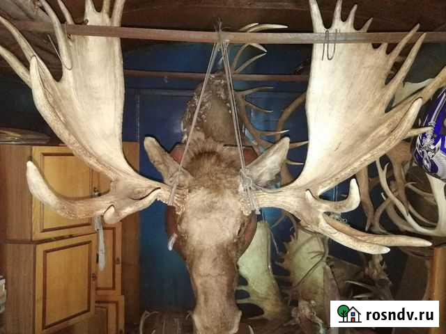 Голова лося Елизово - изображение 1