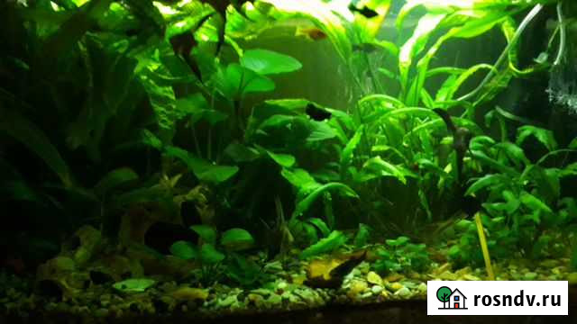 Аквариумные растения Воронеж - изображение 1