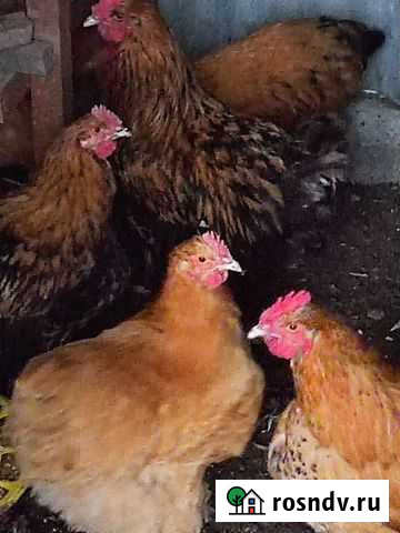 Мясо домашней курицы Черняховск - изображение 1