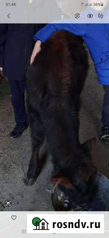 Телочка Михайловское - изображение 1