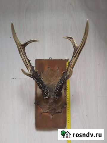 Рога Улан-Удэ - изображение 1