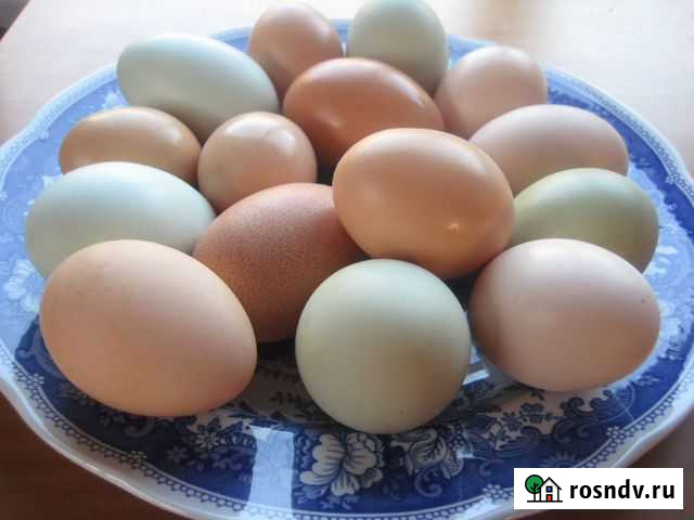 Куриное Домашнее яйцо Брянск - изображение 1