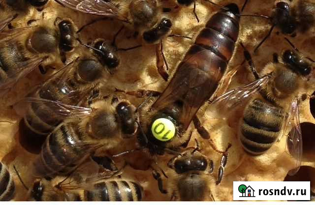 Пчелопакеты, Пчеломатки Карника,Бакфаст Бийск - изображение 1