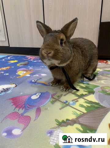 Кролик с клеткой Киров - изображение 1