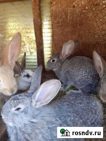 Самочки и самцы Деденево - изображение 1