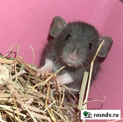 Крыса дамбо Москва - изображение 1