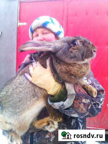 Фландр и Белый великан Талдом - изображение 1