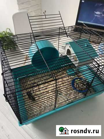 Джунгарики. Хомячки. В продаже с 28.12 Тюмень - изображение 1