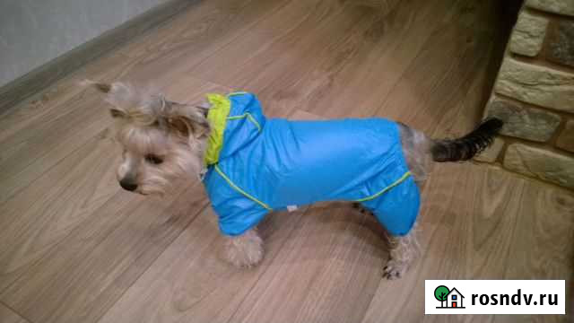 Костюм для собак Черняховск - изображение 1