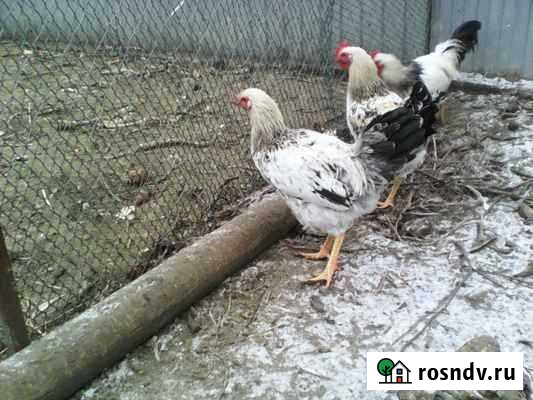 Петух Арзамас - изображение 1