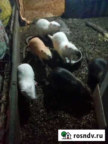 Нутрии Ростов-на-Дону - изображение 1