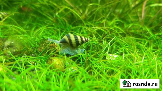 Аквариумная живность. Данио. Хелены Барнаул - изображение 1