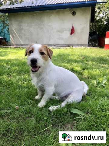 Кабель для вязки,порода - Джек Рассел терьер. По в Ряжск - изображение 1