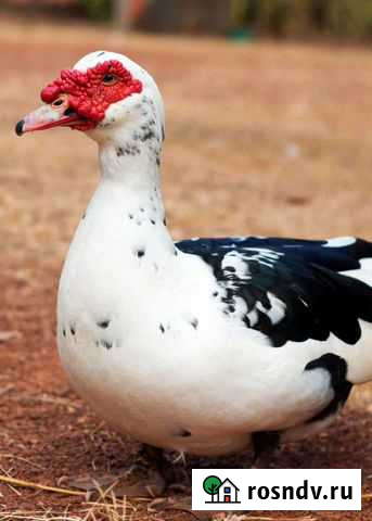 Утки.Гуси.Нутрии.Кролики Живым весом Кагальницкая - изображение 1